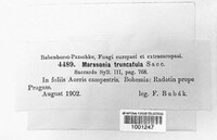 Marssonina truncatula image